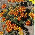 French Marigold COURT JESTER Harlequin Tall Beneficial Plant Non-GMO 100 Seeds!