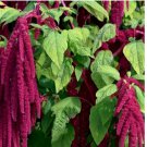 1000+ AMARANTH SEEDS LOVE LIES BLEEDING  annual HERB garden