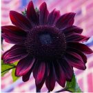26 Sunflower Seeds - Vibrant Heirloom Chocolate Cherry