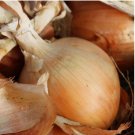 250 Texas Grano 502 Onion Seeds, NON-GMO, Early Grano, Short Day