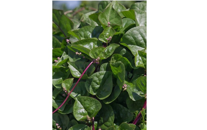 30 Malabar Red Stem Spinach Seeds, Red Vine Spinach, Ceylon, NON-GMO