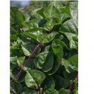 30 Malabar Red Stem Spinach Seeds, Red Vine Spinach, Ceylon, NON-GMO
