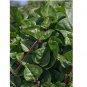 30 Malabar Red Stem Spinach Seeds, Red Vine Spinach, Ceylon, NON-GMO