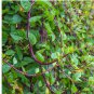 30 Malabar Red Stem Spinach Seeds, Red Vine Spinach, Ceylon, NON-GMO
