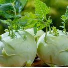 300 Giant White Kohlrabi Seeds | Heirloom | Non-GMO | Fresh Garden Seeds