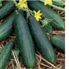 Spacemaster 80 Cucumber Seeds | 50 Seeds | Non-GMO