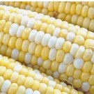 25   Peaches & Cream Corn Seeds | Hybrid Bicolor Sweet | Non-GMO