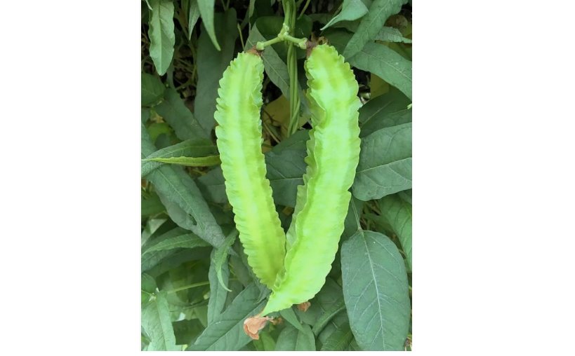 Winged Bean Seeds - Dragon Bean &Auml;�&aacute;&ordm;&shy;u R&aacute;&raquo;�ng Vietnam 10+ Seeds
