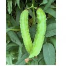 Winged Bean Seeds - Dragon Bean Đậu Rồng Vietnam 10+ Seeds