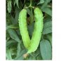 Winged Bean Seeds - Dragon Bean Äáºu Rá»ng Vietnam 10+ Seeds