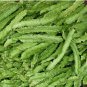 Winged Bean Seeds - Dragon Bean Äáºu Rá»ng Vietnam 10+ Seeds