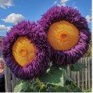 Yellow Purple Enchanting Giant Teddy Bear Sunflower Seeds. 50 Pcs