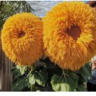 Yellow Enchanting Giant Teddy Bear Sunflower Seeds. 50 Pcs