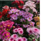 Mixed Perennial Chrysanthemum Seeds. 200 PCS