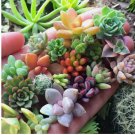 Rare Mixed Succulent Seeds - Beautiful and Colorful Collection for Garden 200pcs