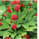 10 Seeds Revitalize Your Health with Asian Ginseng Panax Ginseng