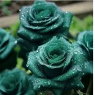 Scottish Green Rose Seeds - Non-GMO Heirloom Variety for Your Garden 20pcs