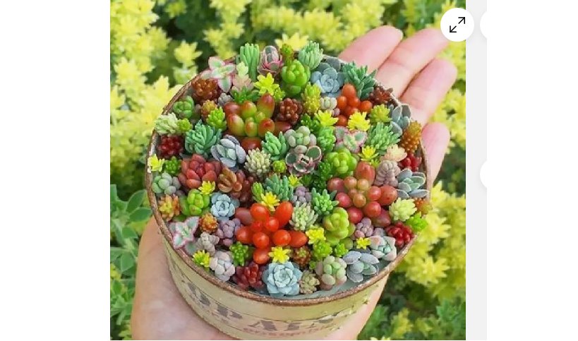Rare Mixed Succulent Seeds Vibrant Beautiful Perfect for Indoor Gardening 200pcs