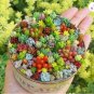Rare Mixed Succulent Seeds Vibrant Beautiful Perfect for Indoor Gardening 200pcs