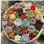 Rare Mixed Succulent Seeds Vibrant Beautiful Perfect for Indoor Gardening 200pcs