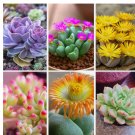 Lithops bonsai Living Stones Flower Succulent Cactus Mixed 100pcs/pack