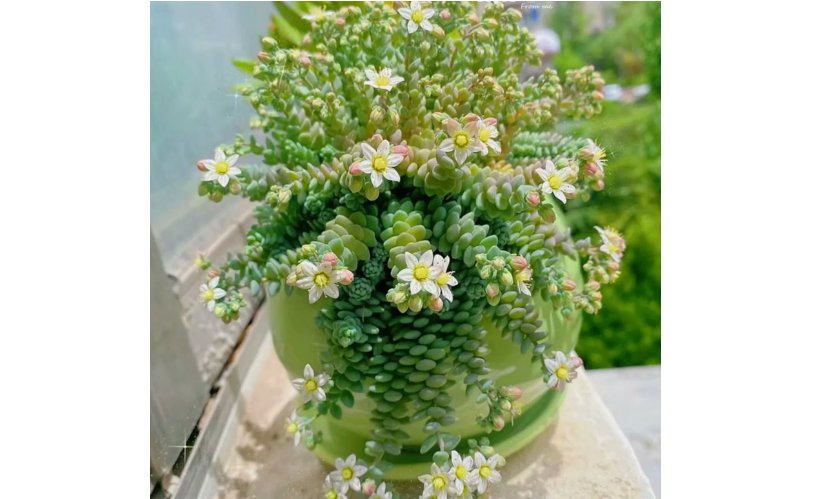 Experience Elegance with Rare High-End Succulent Seeds 100pcs