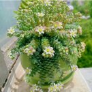 Experience Elegance with Rare High-End Succulent Seeds 100pcs