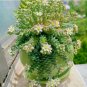 Experience Elegance with Rare High-End Succulent Seeds 100pcs