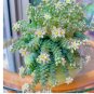 Experience Elegance with Rare High-End Succulent Seeds 100pcs