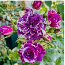 "Scented Jewel" Rose Seeds - Fragrant Floribunda Variety, Purple & White 20pcs