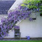 10 Wisteria Flower Seeds