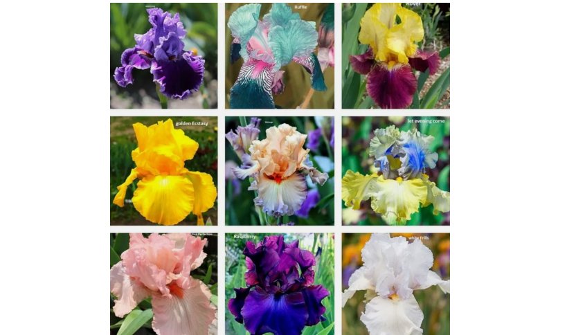 Mixed Color Rare Iris Flower Seeds (30pcs) - Perennial, Iris for Autumn Blooms
