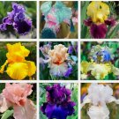 Mixed Color Rare Iris Flower Seeds (30pcs) - Perennial, Iris for Autumn Blooms