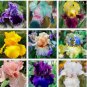 Mixed Color Rare Iris Flower Seeds (30pcs) - Perennial, Iris for Autumn Blooms