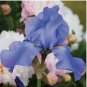 Mixed Color Rare Iris Flower Seeds (30pcs) - Perennial, Iris for Autumn Blooms