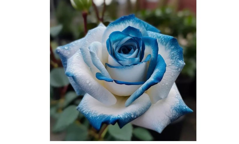 0pcs Sapphire Gem Twin Rose seeds  20pcs - Nature's Sparkling Treasures for Your Gard