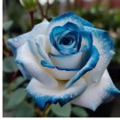 0pcs Sapphire Gem Twin Rose seeds  20pcs - Nature's Sparkling Treasures for Your Gard