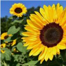 Peredovik Yellow Sunflower Seeds -  Huge Tall Blooms 50Pcs/pack