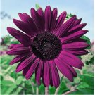 Purple Sunflower Seeds for Planting - Non GMO Heirloom Garden 50pcs