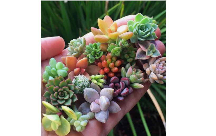 Rare Mixed Succulent Seeds &acirc;�� Vibrant Colors for Indoor and Outdoor Garden 200pcs