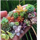 Rare Mixed Succulent Seeds – Vibrant Colors for Indoor and Outdoor Garden 200pcs