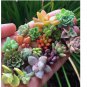 Rare Mixed Succulent Seeds – Vibrant Colors for Indoor and Outdoor Garden 200pcs