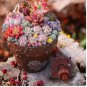 Rare Mixed Succulent Seeds – Vibrant Colors for Indoor and Outdoor Garden 200pcs