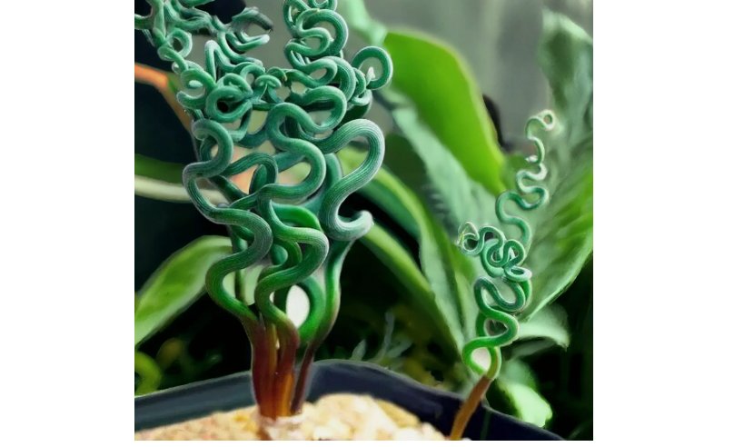 Transform Your Garden with Spiral Grass Seeds &acirc;�� Green Succulents  100PCS/Bag