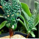 Transform Your Garden with Spiral Grass Seeds – Green Succulents  100PCS/Bag