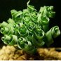 Transform Your Garden with Spiral Grass Seeds &acirc;�� Green Succulents  100PCS/Bag