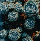 Rare Blue Midnight Succulent Seeds, Indoor/Outdoor Plant 100pcs
