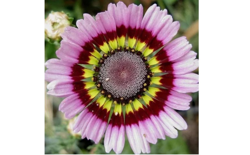 Painted Mix Daisy Flower Seeds Non GMO Heirloom Pink Indian Blanket Colors  50pcs