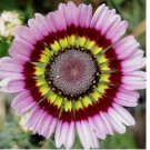 Painted Mix Daisy Flower Seeds Non GMO Heirloom Pink Indian Blanket Colors  50pcs