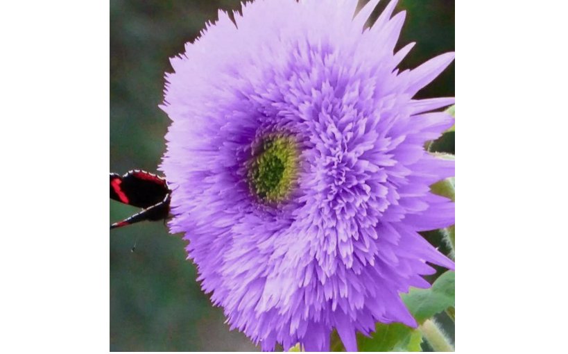 Rare Purple Teddy Bear Sunflower Seeds for Planting Non GMO Heirloom 50pcs